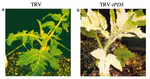 Tomato VIGS Protocol